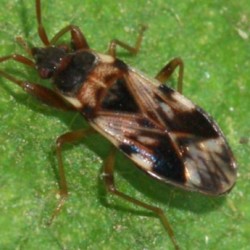 Scolopostethus pictus